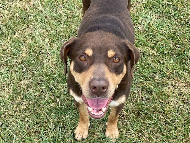Brownie, an adoptable Coonhound in Cincinnati, OH_image-1