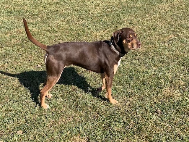 Brownie, an adoptable Coonhound in Cincinnati, OH_image-2