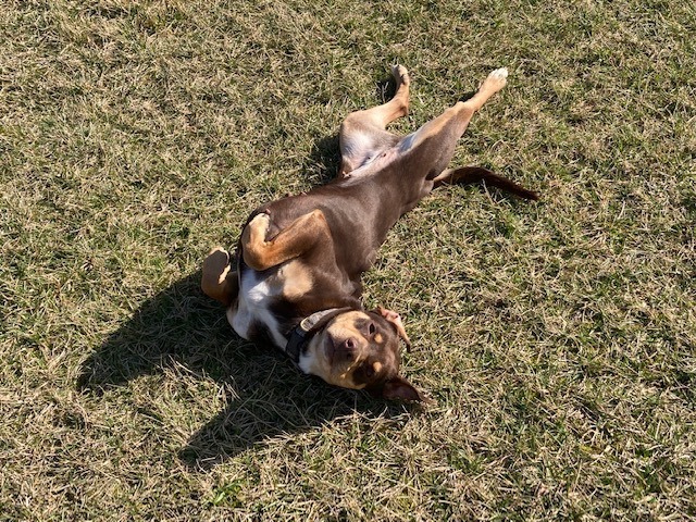 Brownie, an adoptable Coonhound in Cincinnati, OH_image-3