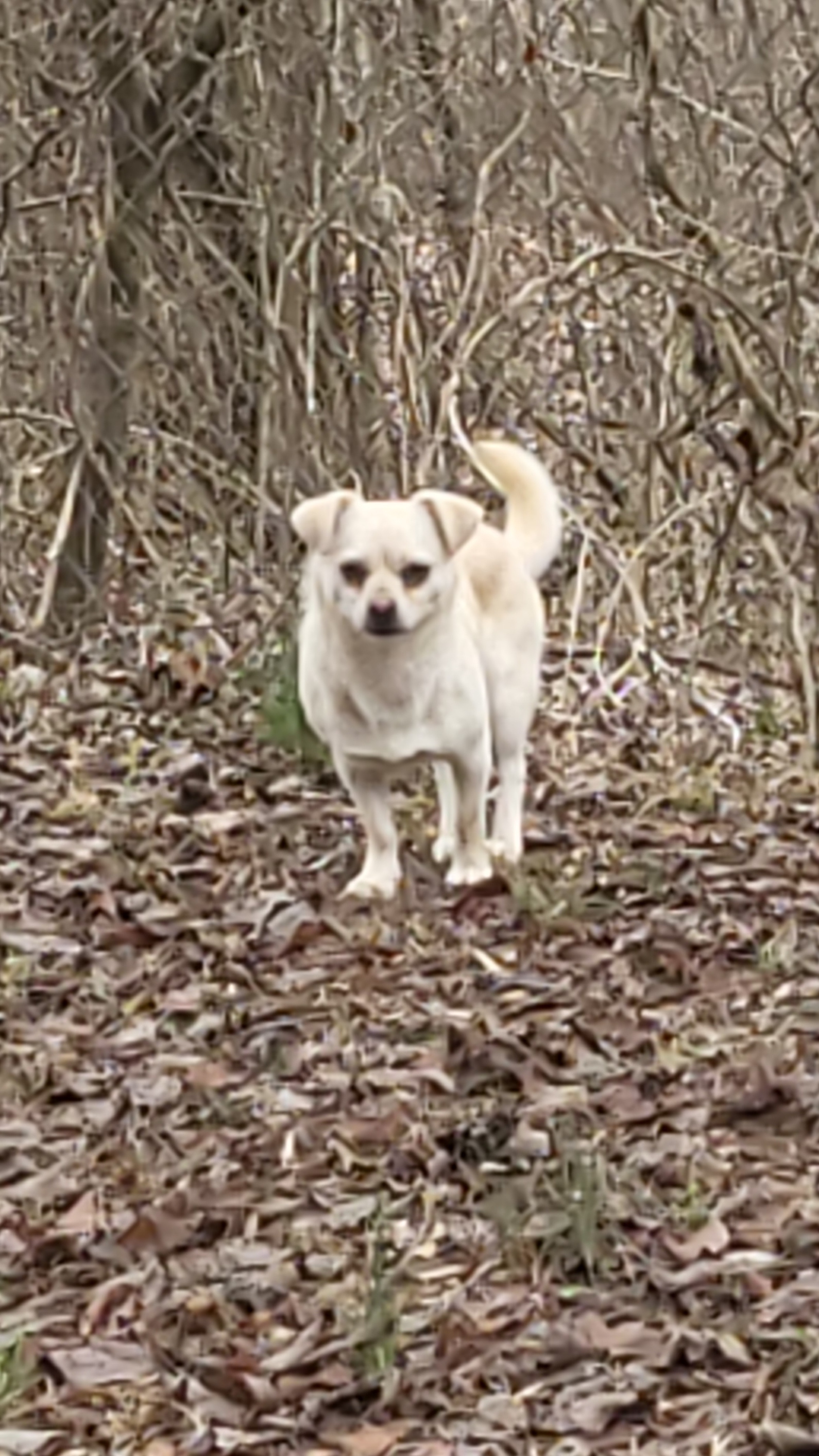 Chevy Chase-me, an adoptable Chihuahua, Pekingese in Toney, AL, 35773 | Photo Image 3