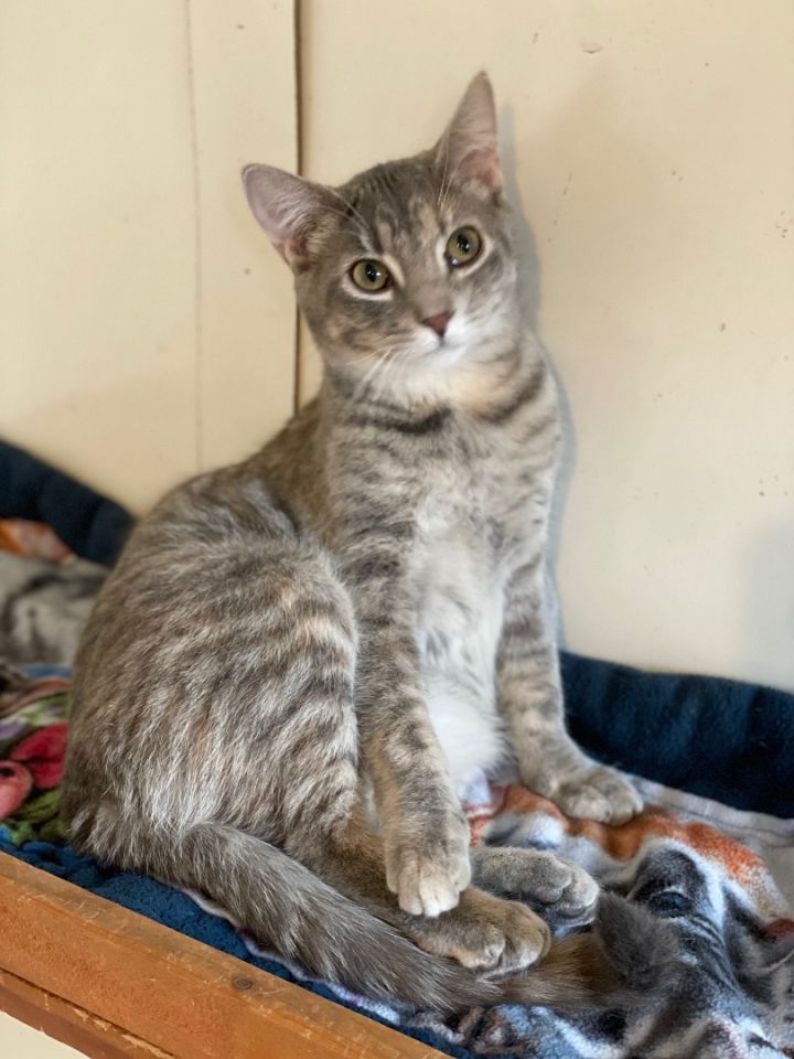 Mookie, an adoptable Dilute Calico & Domestic Short Hair Mix in Lacon, IL_image-2