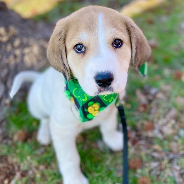 Shamrock 5