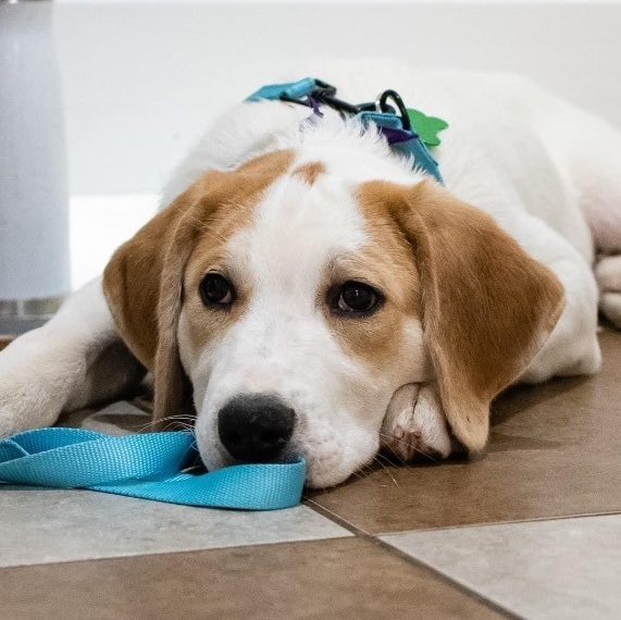 Emerald, an adoptable Great Pyrenees & Hound Mix in Springfield, MO_image-2