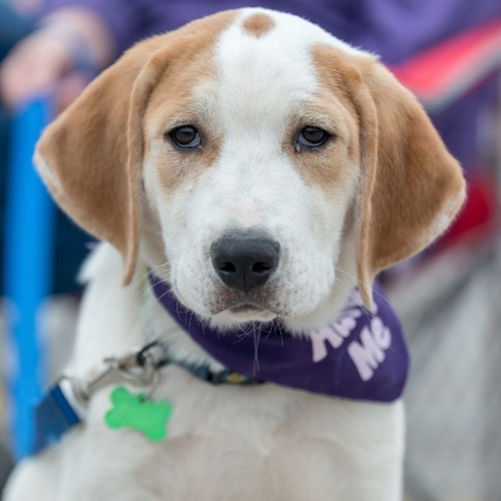 Emerald, an adoptable Great Pyrenees & Hound Mix in Springfield, MO_image-3