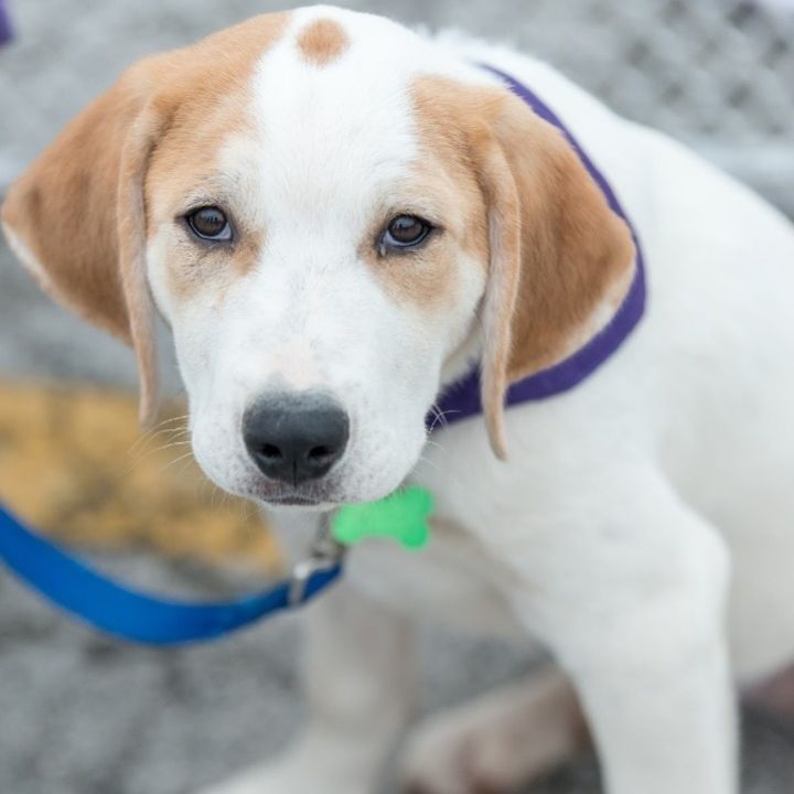 Emerald, an adoptable Great Pyrenees & Hound Mix in Springfield, MO_image-6