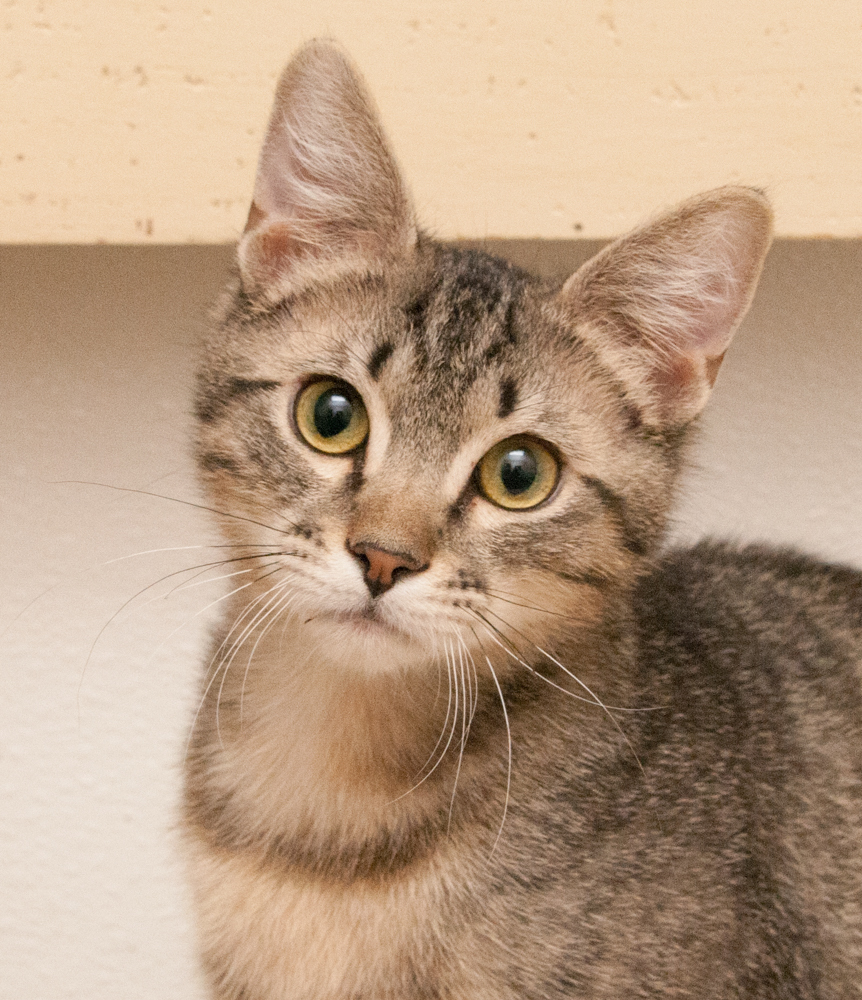 Jack (gets adopted with Jill), an adoptable Tabby in Westminster, CO, 80031 | Photo Image 1