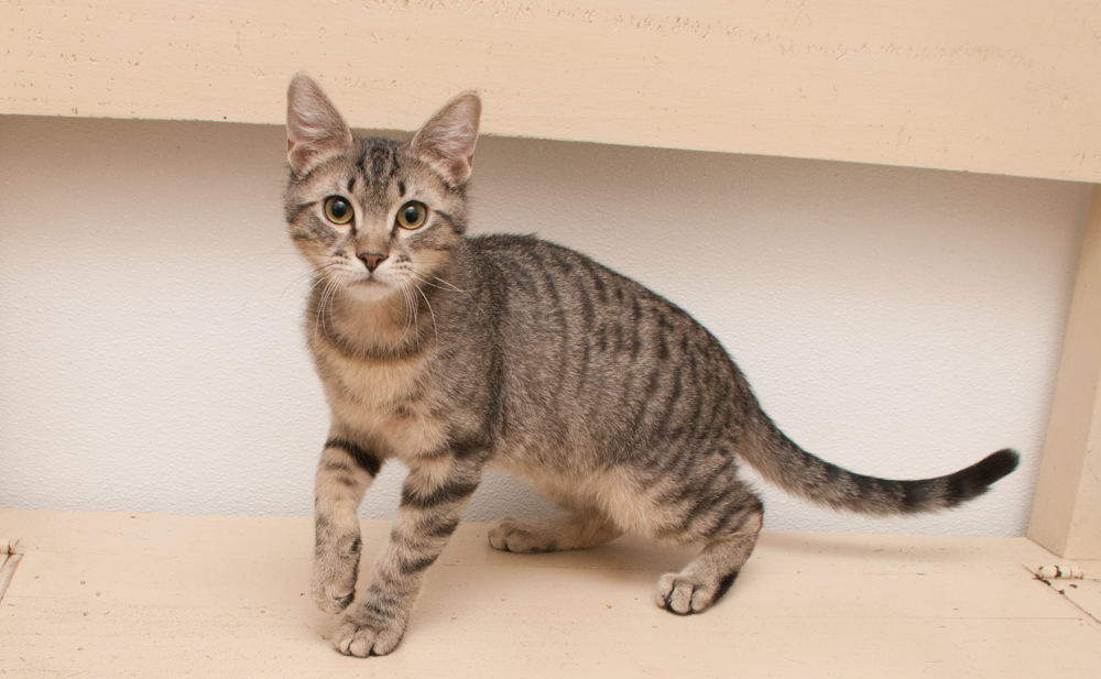 Jack (gets adopted with Jill), an adoptable Tabby in Westminster, CO, 80031 | Photo Image 2