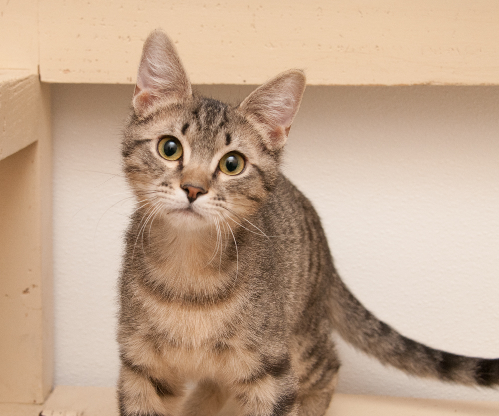 Jack (gets adopted with Jill), an adoptable Tabby in Westminster, CO, 80031 | Photo Image 3