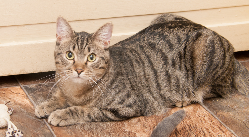 Jack (gets adopted with Jill), an adoptable Tabby in Westminster, CO, 80031 | Photo Image 5