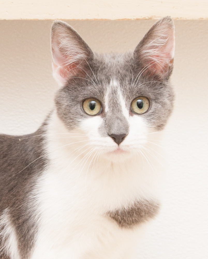 Jill (gets adopted with Jack), an adoptable Domestic Short Hair in Westminster, CO, 80031 | Photo Image 1