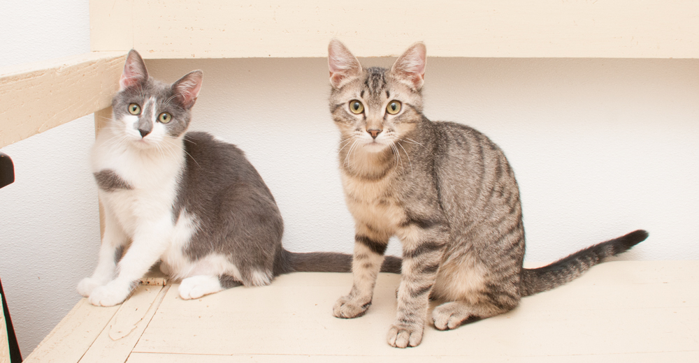 Jill (gets adopted with Jack), an adoptable Domestic Short Hair in Westminster, CO, 80031 | Photo Image 2