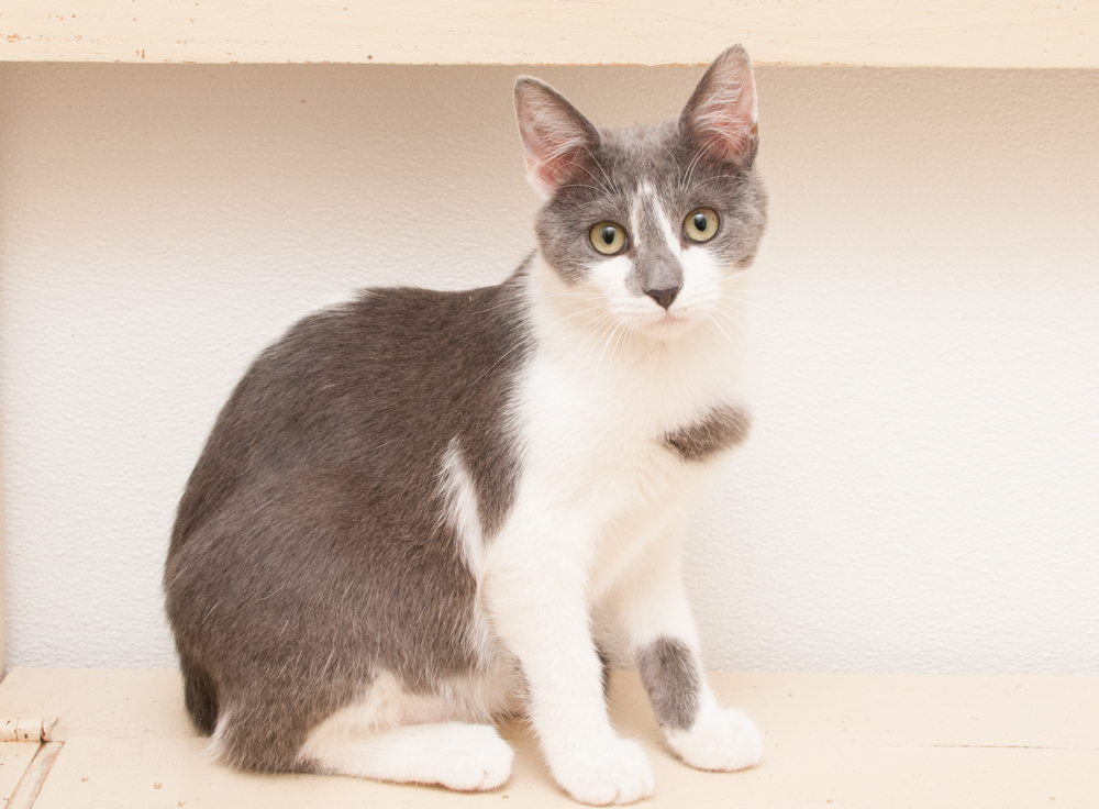 Jill (gets adopted with Jack), an adoptable Domestic Short Hair in Westminster, CO, 80031 | Photo Image 3