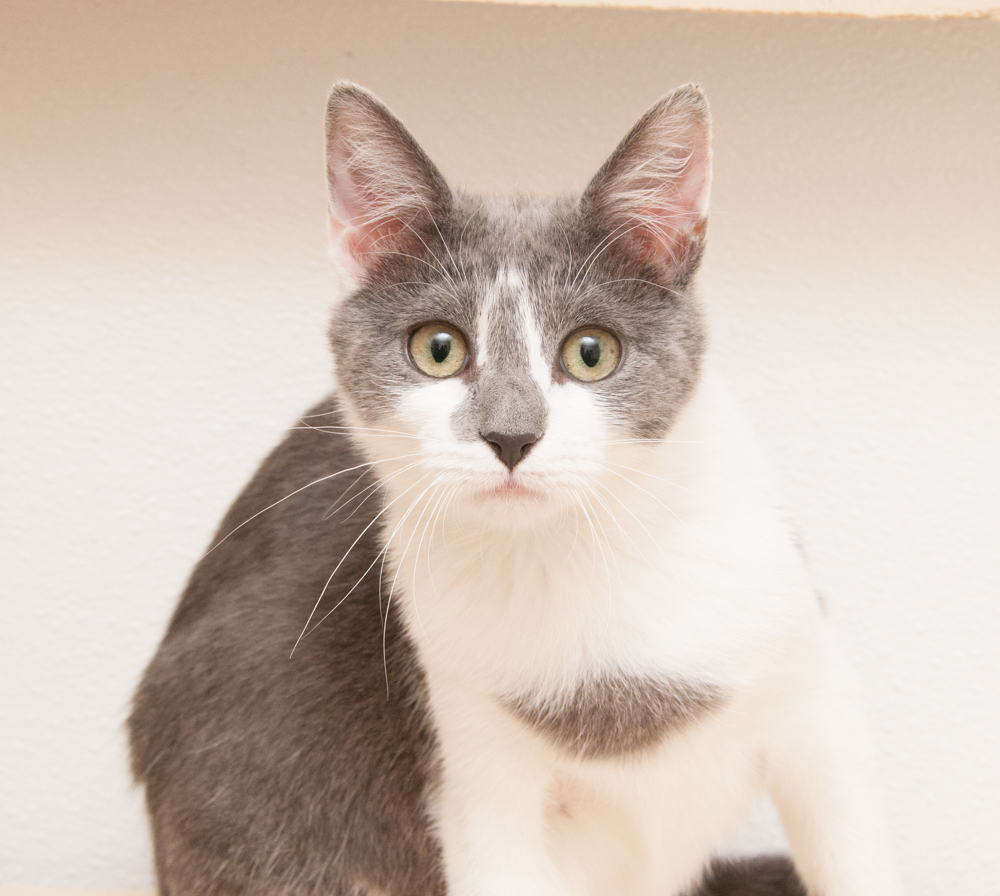 Jill (gets adopted with Jack), an adoptable Domestic Short Hair in Westminster, CO, 80031 | Photo Image 4