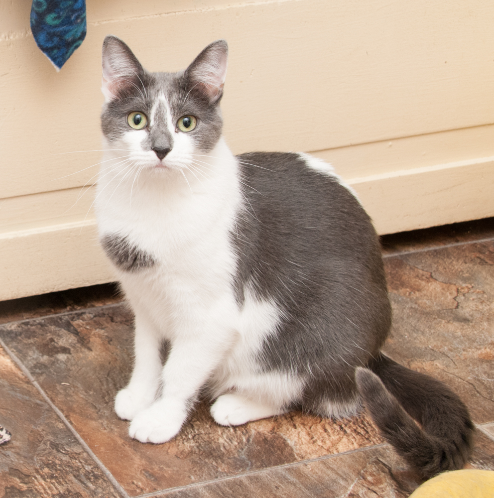 Jill (gets adopted with Jack), an adoptable Domestic Short Hair in Westminster, CO, 80031 | Photo Image 5