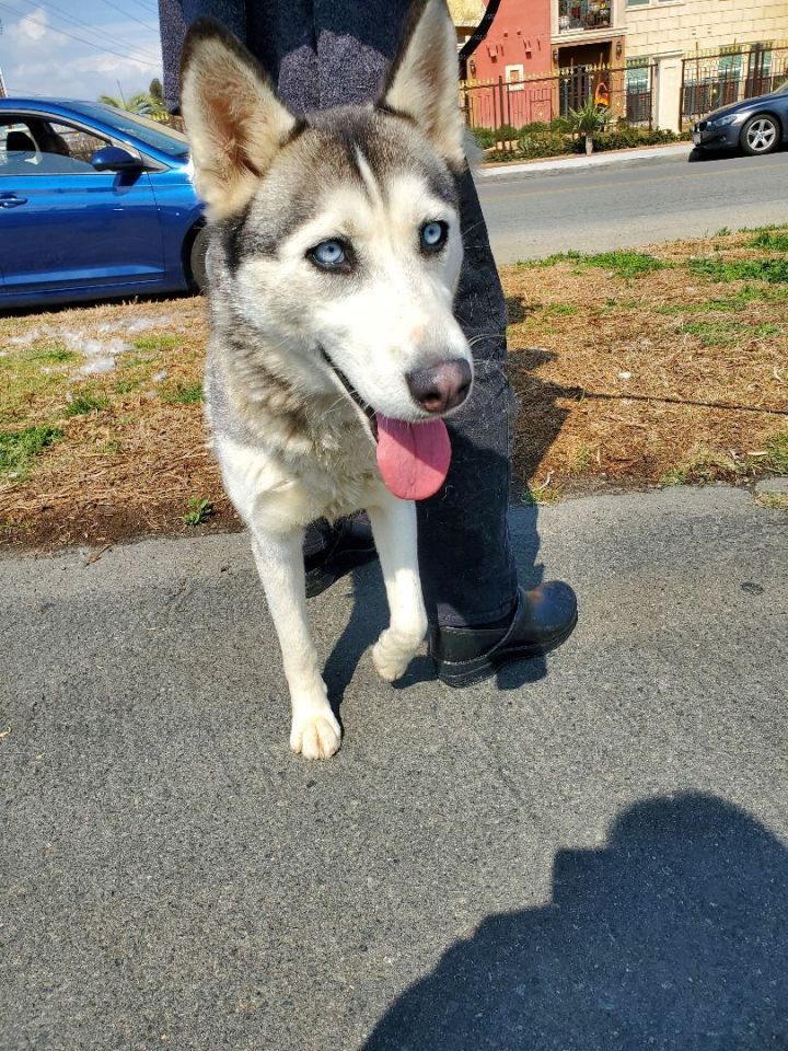 does manhattan beach allow dogs