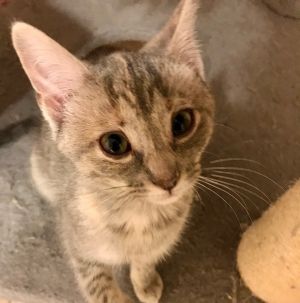 Cat for adoption - Snow Flake, a Dilute Tortoiseshell & Domestic Short Hair  Mix in Crofton, MD | Petfinder