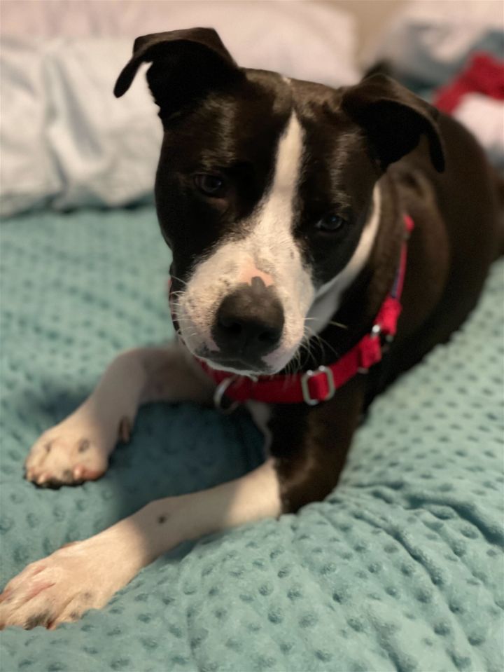 Barkley, an adoptable Terrier & Boston Terrier Mix in Winder, GA_image-3