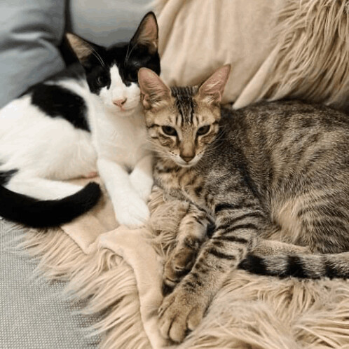 Cat for adoption - Tagu & Tikito, a Domestic Short Hair in Mississauga, ON  | Petfinder