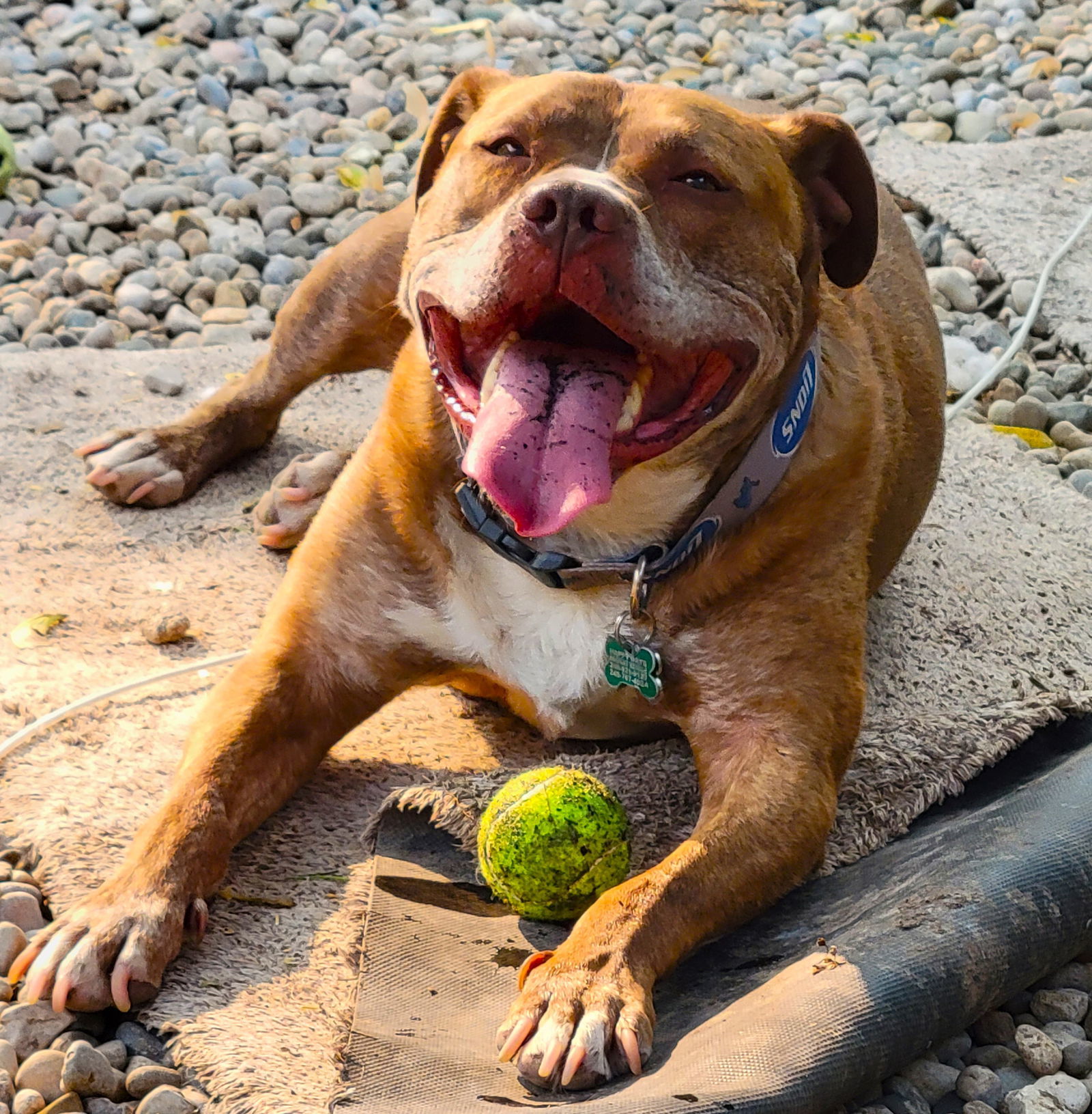 Canelo, an adoptable Pit Bull Terrier in Livonia, MI, 48152 | Photo Image 1