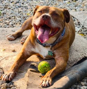 Canelo, Adult Male Pit Bull Terrier