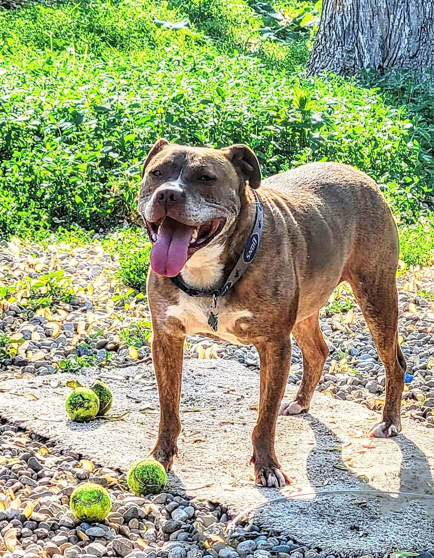 Canelo, an adoptable Pit Bull Terrier in Livonia, MI, 48152 | Photo Image 2