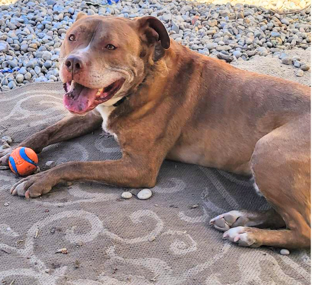 Canelo, an adoptable Pit Bull Terrier in Livonia, MI, 48152 | Photo Image 3