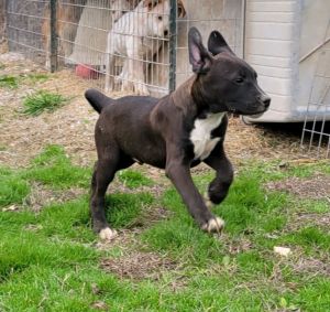 Dog for adoption - TYLER, a Boxer & Labrador Retriever Mix in Chicopee, MA  | Petfinder