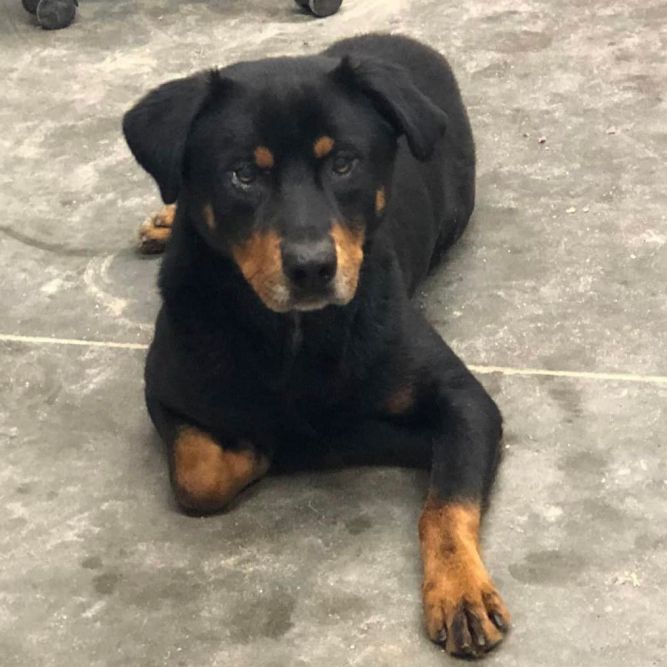 Dog for adoption - ROCCO-URGENT HELP NEEDED, a Rottweiler Mix in Point  Pleasant, PA | Petfinder