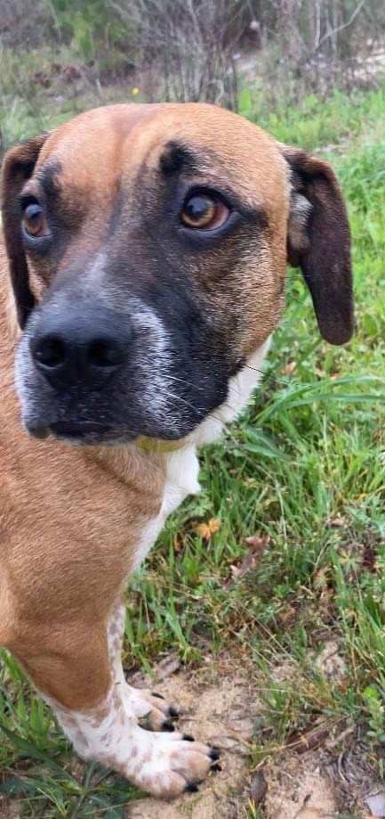 Tyson 3