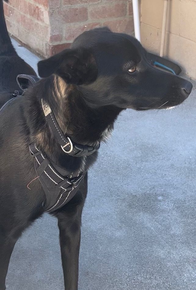 Max!!, an adoptable Black Labrador Retriever in Manhattan Beach, CA_image-1