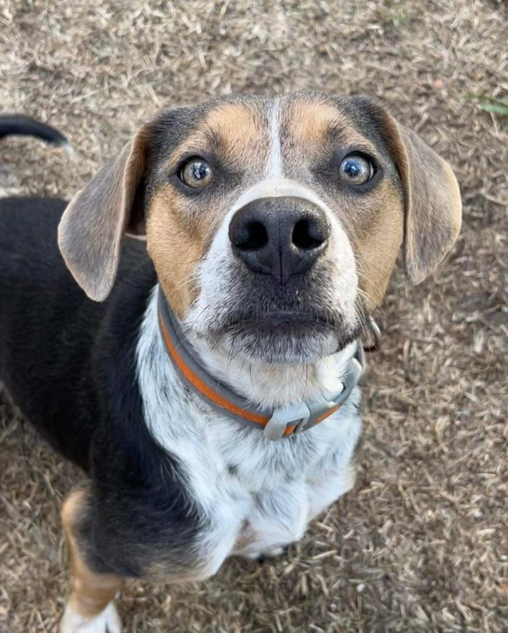 Gray, an adoptable Mountain Cur Mix in Ridgefield, CT_image-2