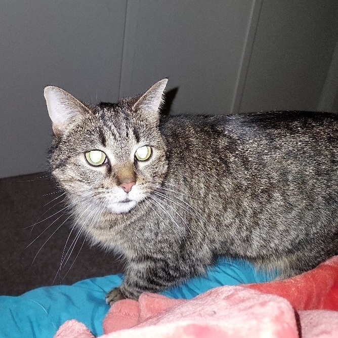 Mazie~ Courtesy Post 4