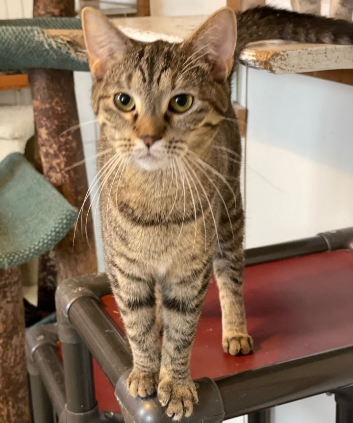 Pie, an adoptable Tabby & Domestic Short Hair Mix in Lacon, IL_image-1