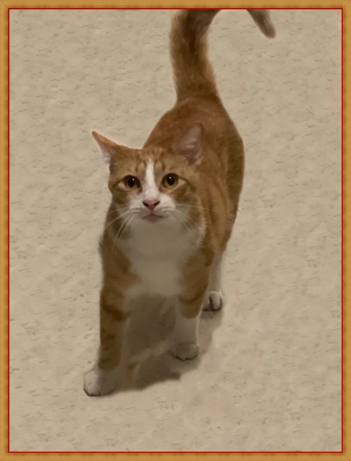 Harry W, an adoptable Domestic Short Hair Mix in Lacon, IL_image-2