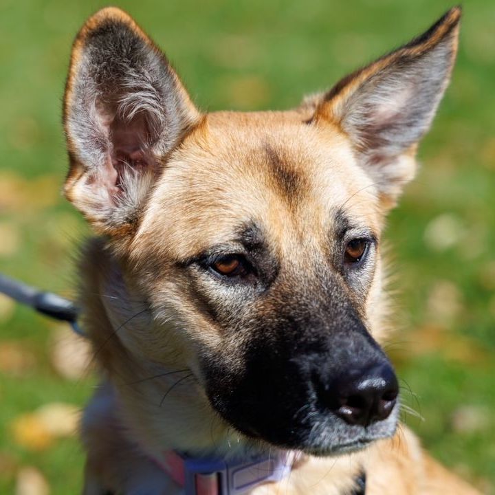 Ritz-Zesta's pup, an adoptable German Shepherd Dog & Labrador Retriever Mix in Hartland, WI_image-2