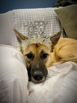 Ritz-Zesta's pup