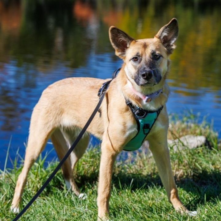 Ritz-Zesta's pup 6