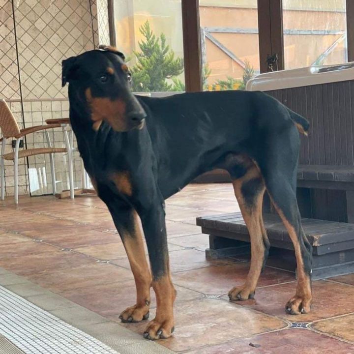 Dog for adoption - Royal , a Doberman Pinscher in Cherry Hill, NJ |  Petfinder