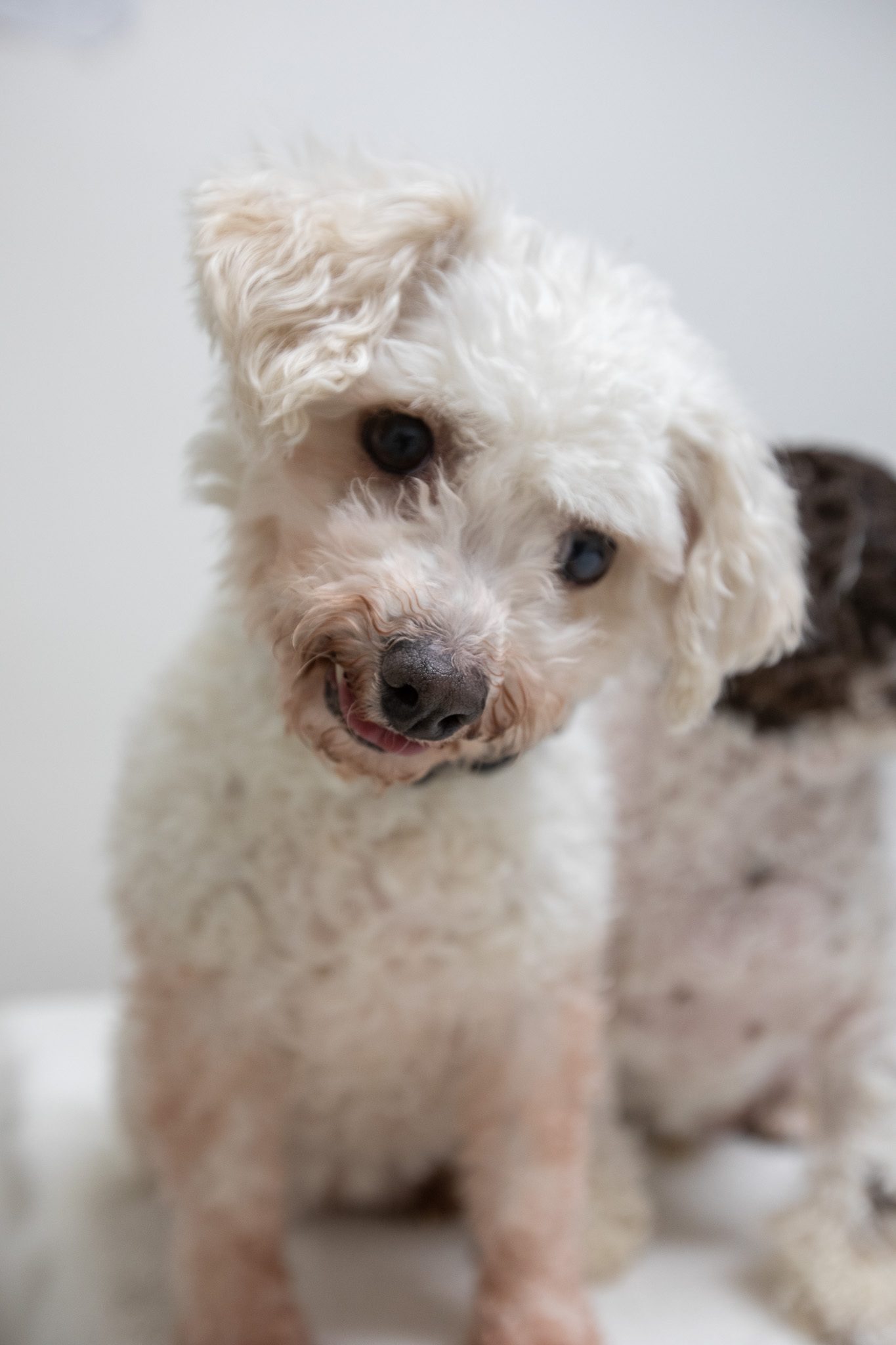 Dog for adoption - Molly, Bichon Frise & Mix Montclair, NJ | Petfinder
