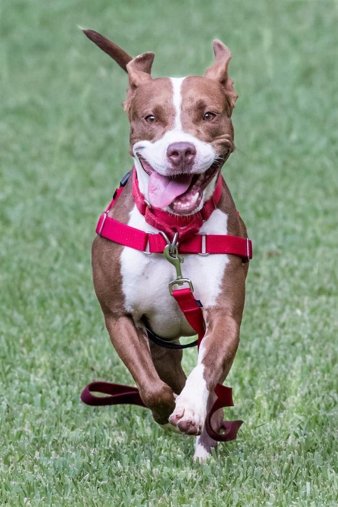 Tacoma, an adoptable Terrier Mix in Miami, FL_image-1