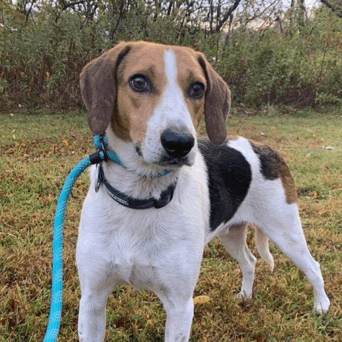 Palmer, an adoptable Treeing Walker Coonhound Mix in Woburn, MA_image-1