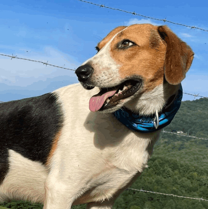 Palmer, an adoptable Treeing Walker Coonhound Mix in Woburn, MA_image-2
