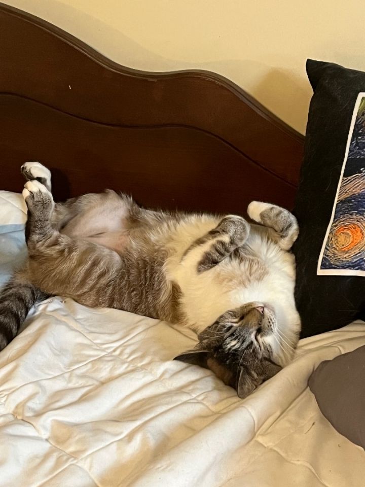 Garfield 2