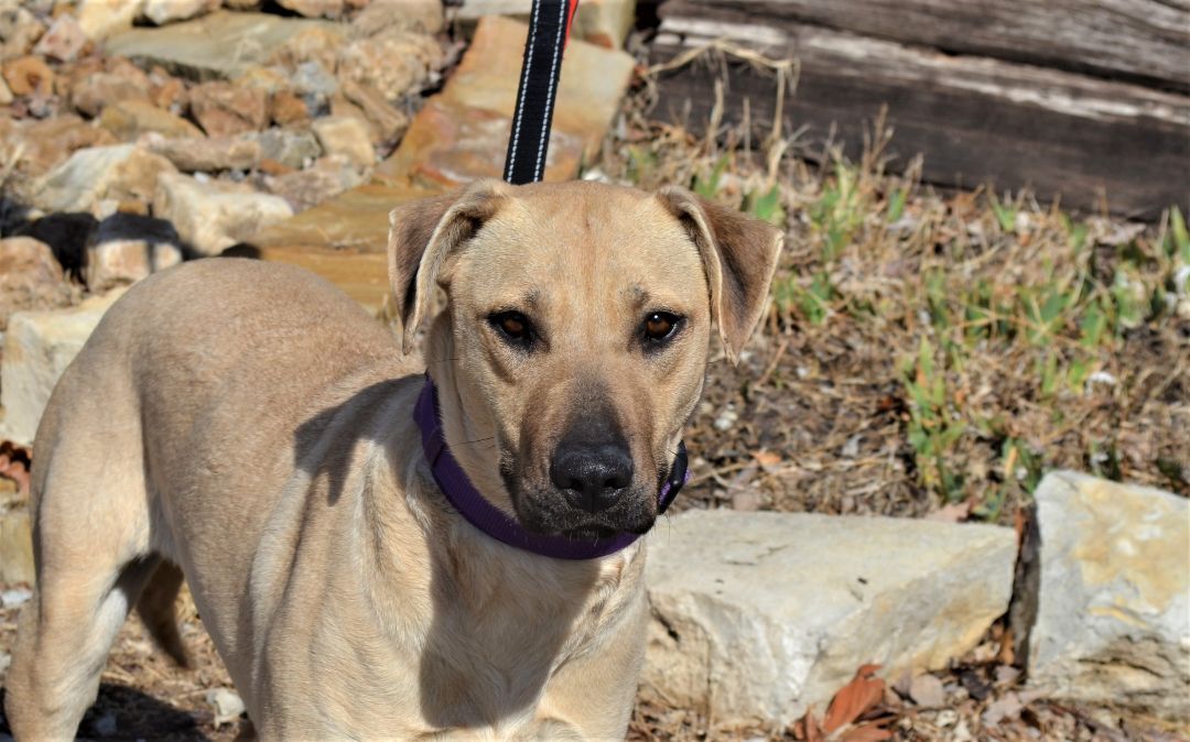 Dog for adoption - Tara, a Yellow Labrador Retriever Mix in Parkville, MO |  Petfinder