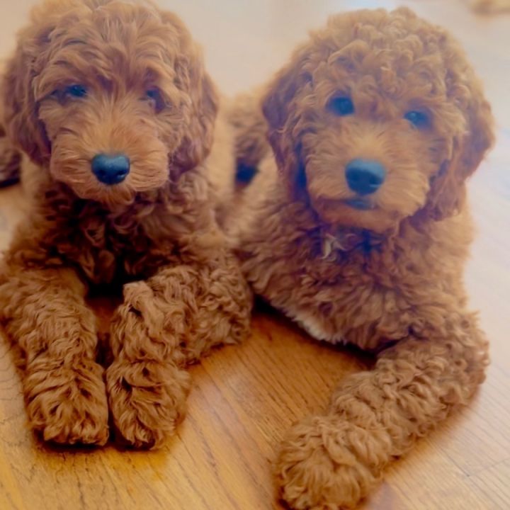 Cassidy and Sundance, an adopted Goldendoodle Mix in Rochester, NY_image-5