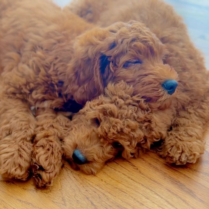 Cassidy and Sundance, an adopted Goldendoodle Mix in Rochester, NY_image-6