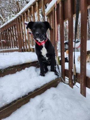 Dogs for Adoption Near Leicester, MA | Petfinder