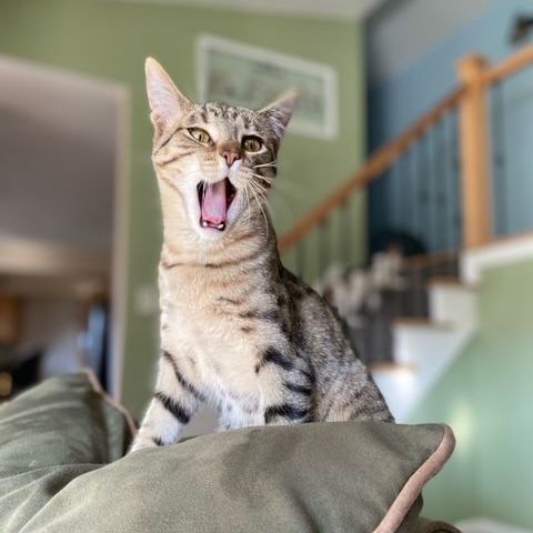 Jesse