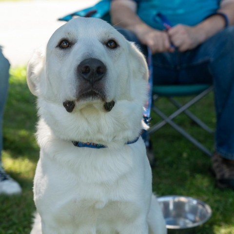 Bentley, an adoptable Great Pyrenees in Patterson, NY_image-5