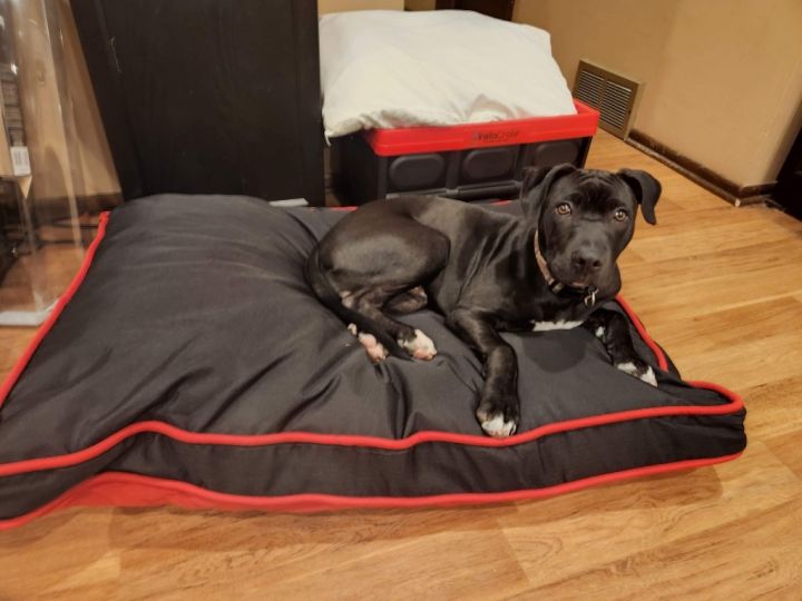Ash, an adoptable Pit Bull Terrier & Black Labrador Retriever Mix in Kenosha, WI_image-3